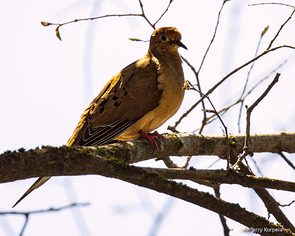 Mourning Dove