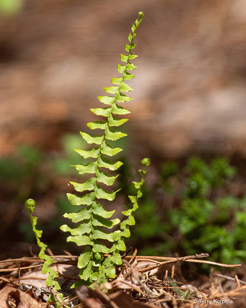 Asheville Botanical Garden 