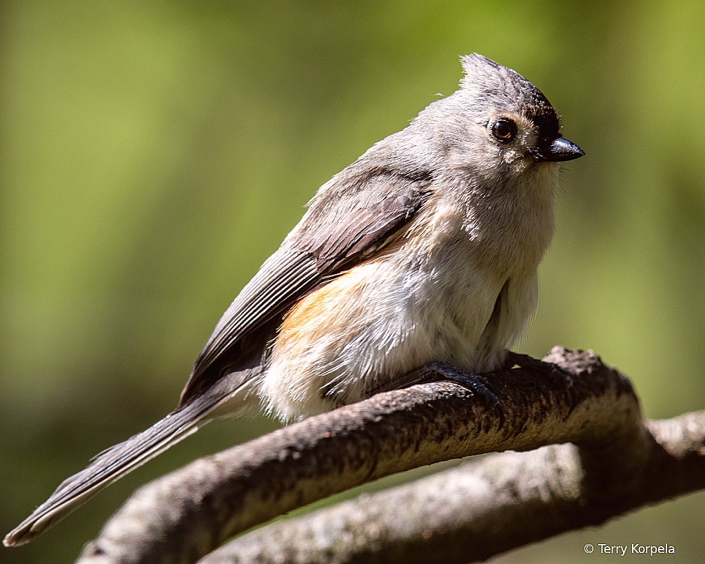 Tufted Titmouse