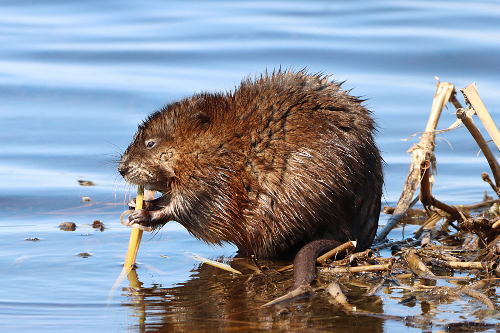 Muskrat