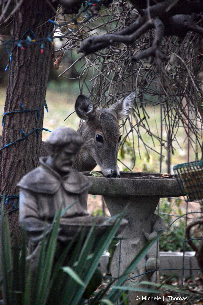 St. Francis and Nature's Creatures In My Yard