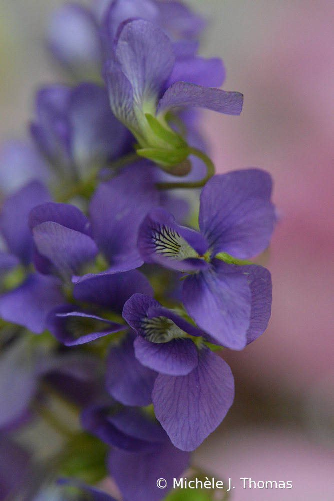 My Wild Violets!