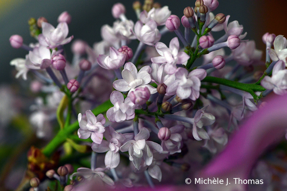 You Can Smell The Lilacs!