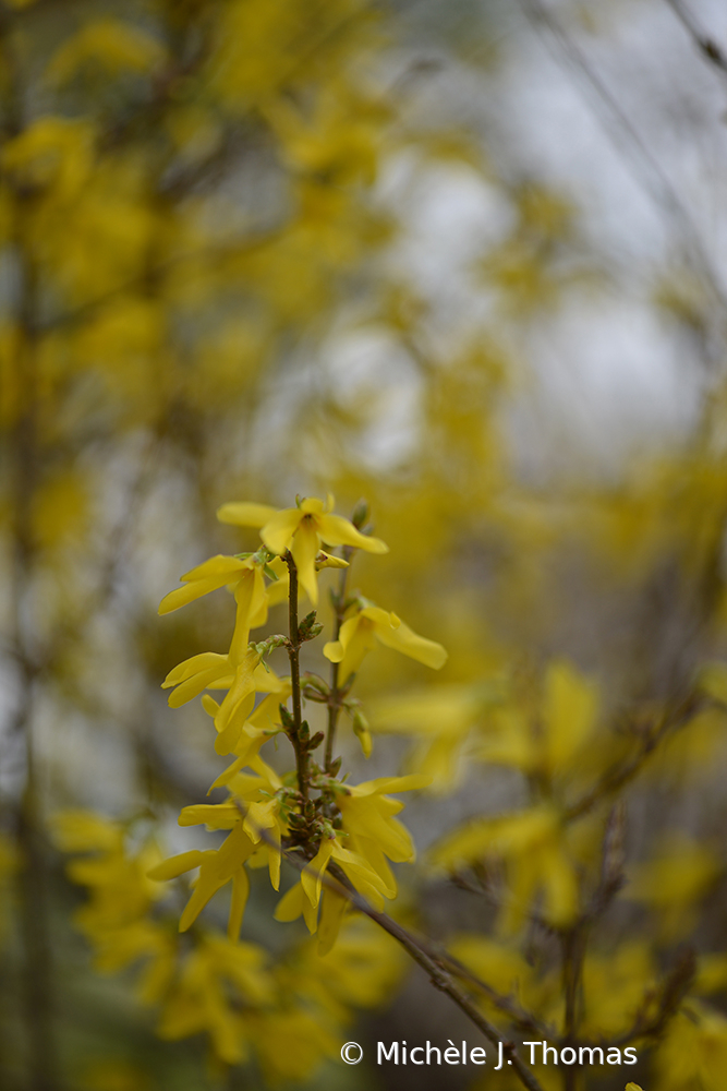 Mellow Yellow In My Yard!