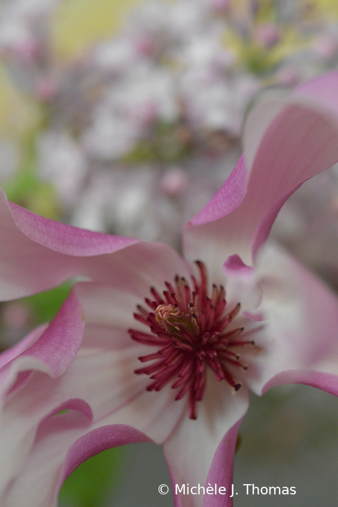 Magnolia Sweetness!