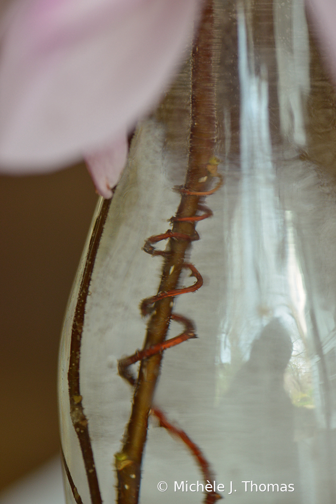 In My Vase!