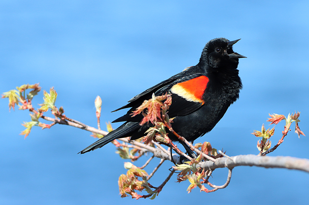 Red-Winged Blackbird 3