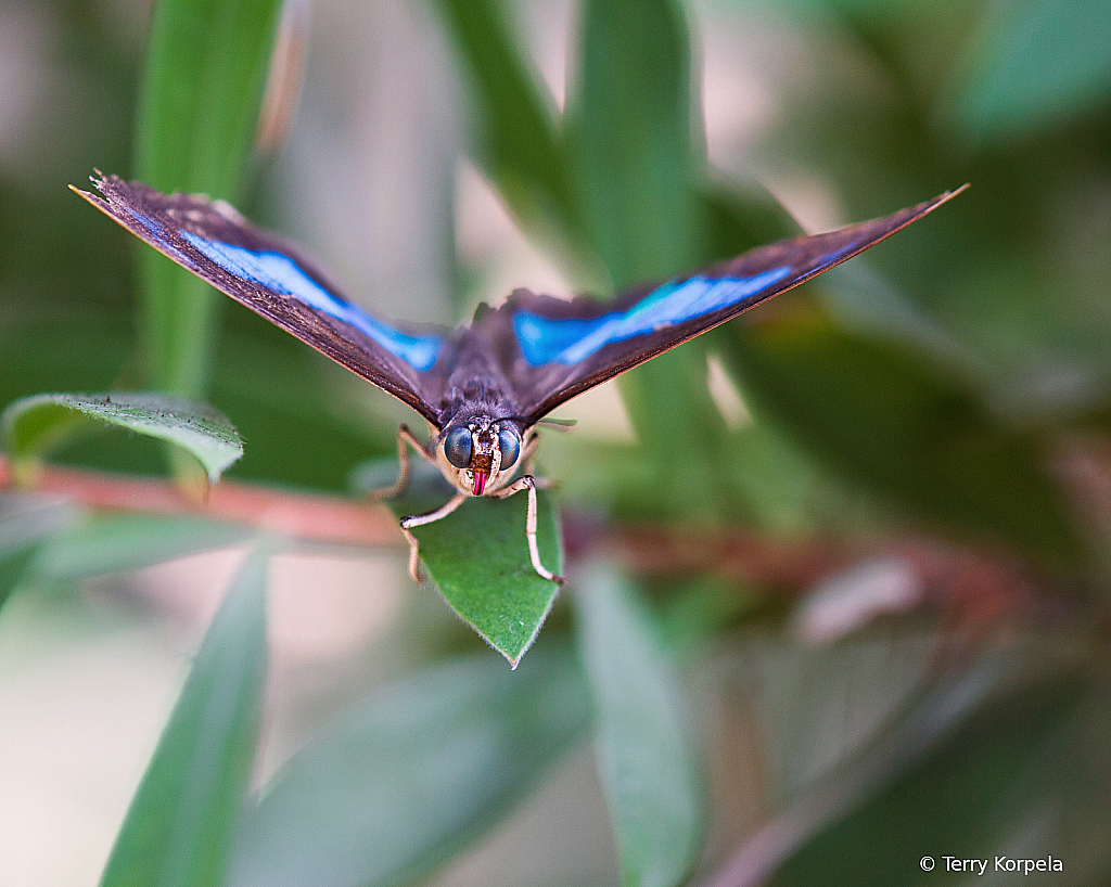 Posing Butterfly