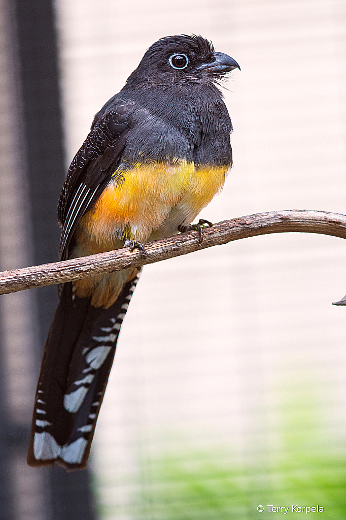 Green-backed Trogon (Female)