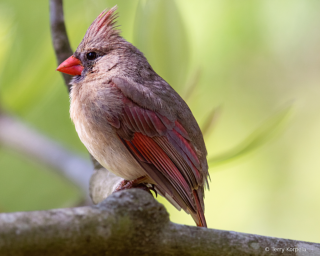 Cardinal (Female)