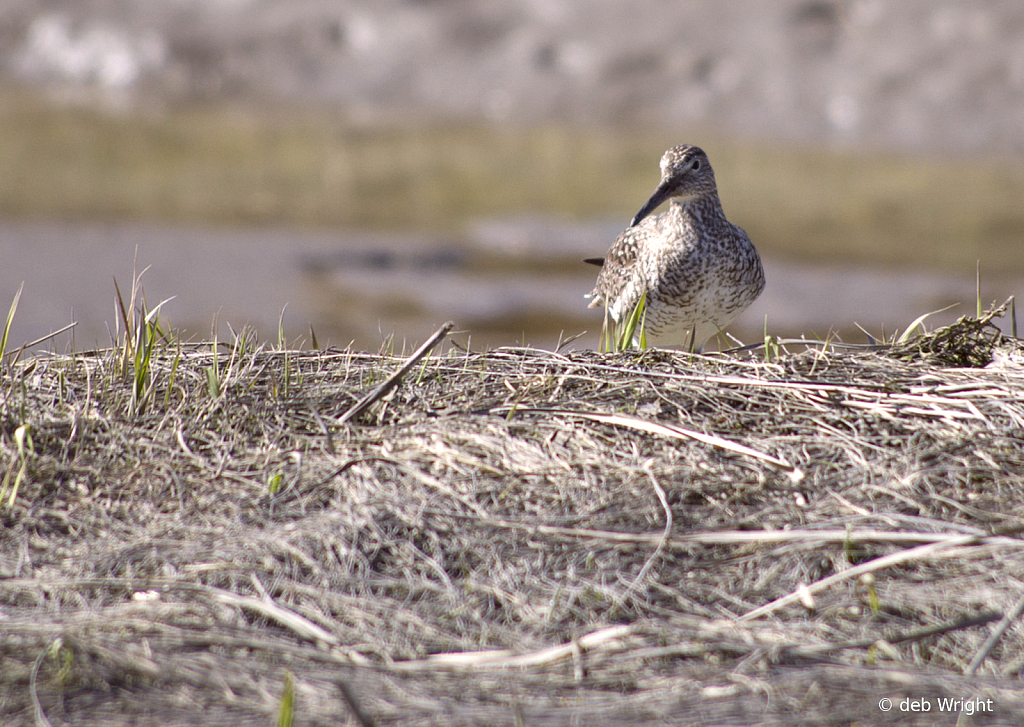 Willet 