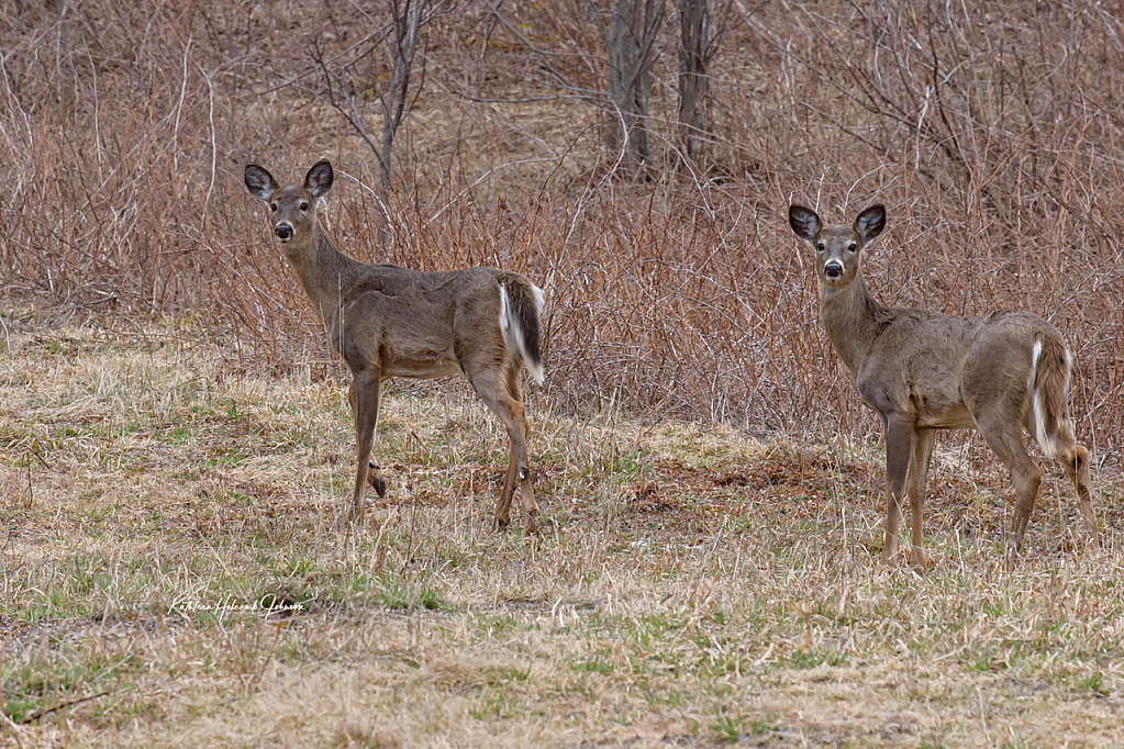Twin Whitetail Fawns!