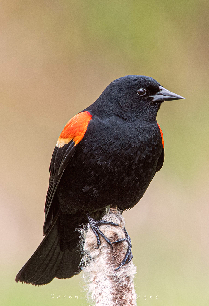 Red Wing Blackbird