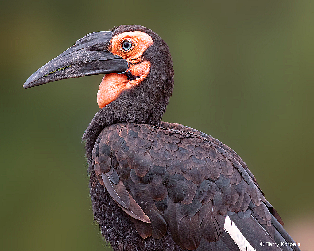 Abyssinian Great Hornbill (Male)