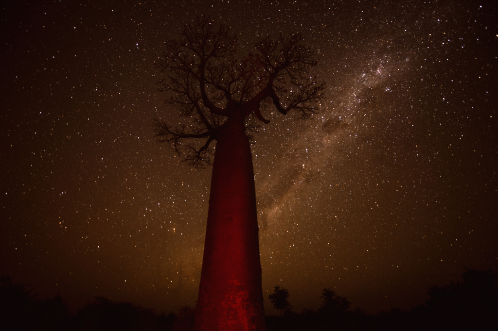 Lone Baobab Tree with Milkyway