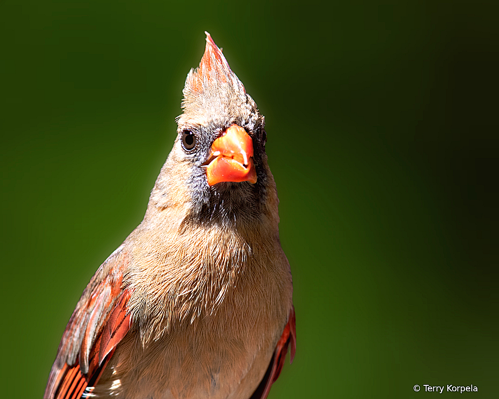 Northern Cardinal (Female)