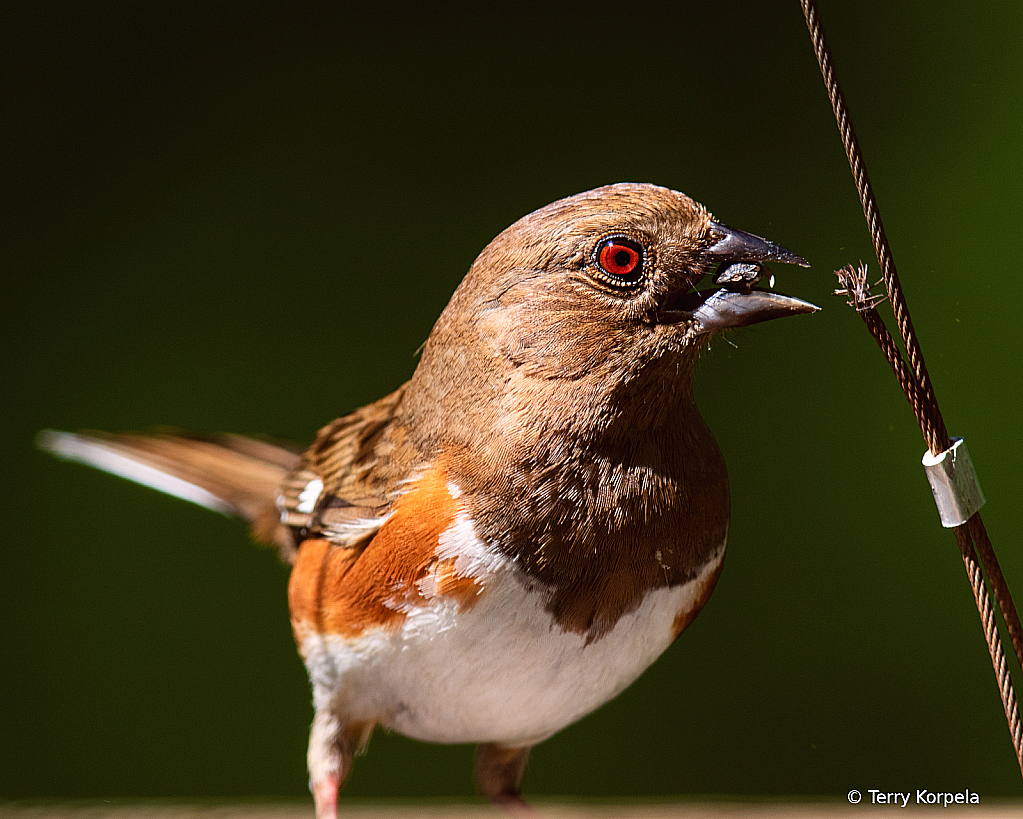 Eastern Towhee