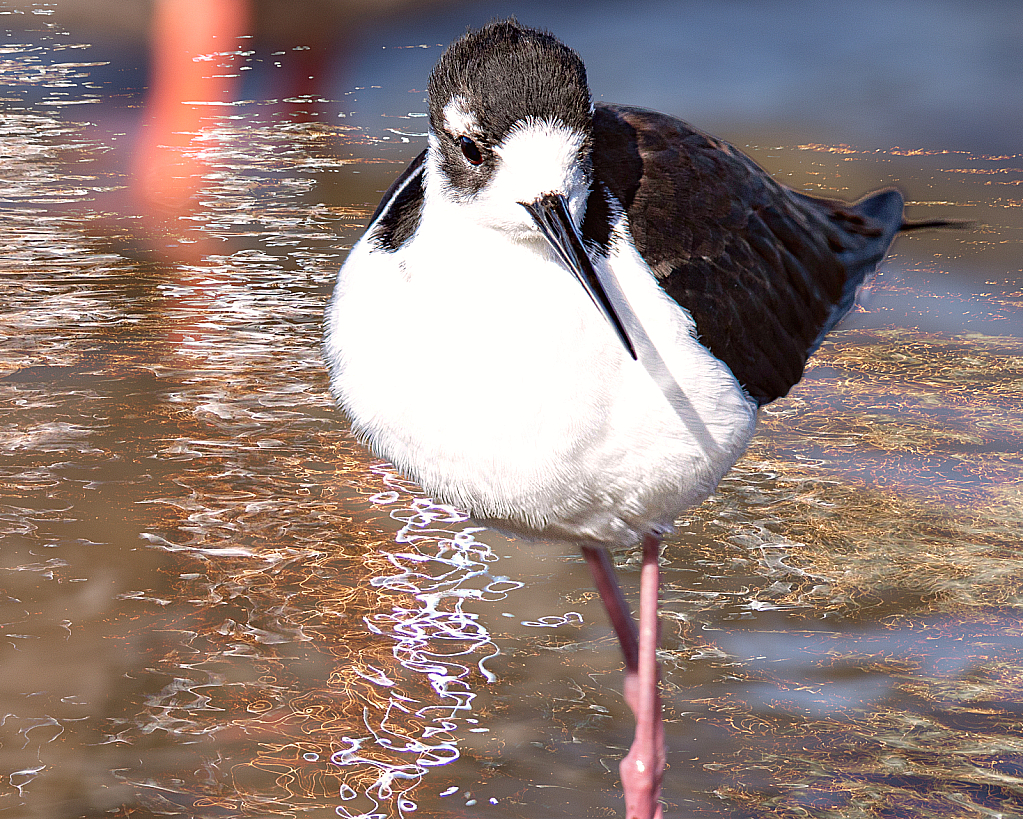 Black-necked Stilt