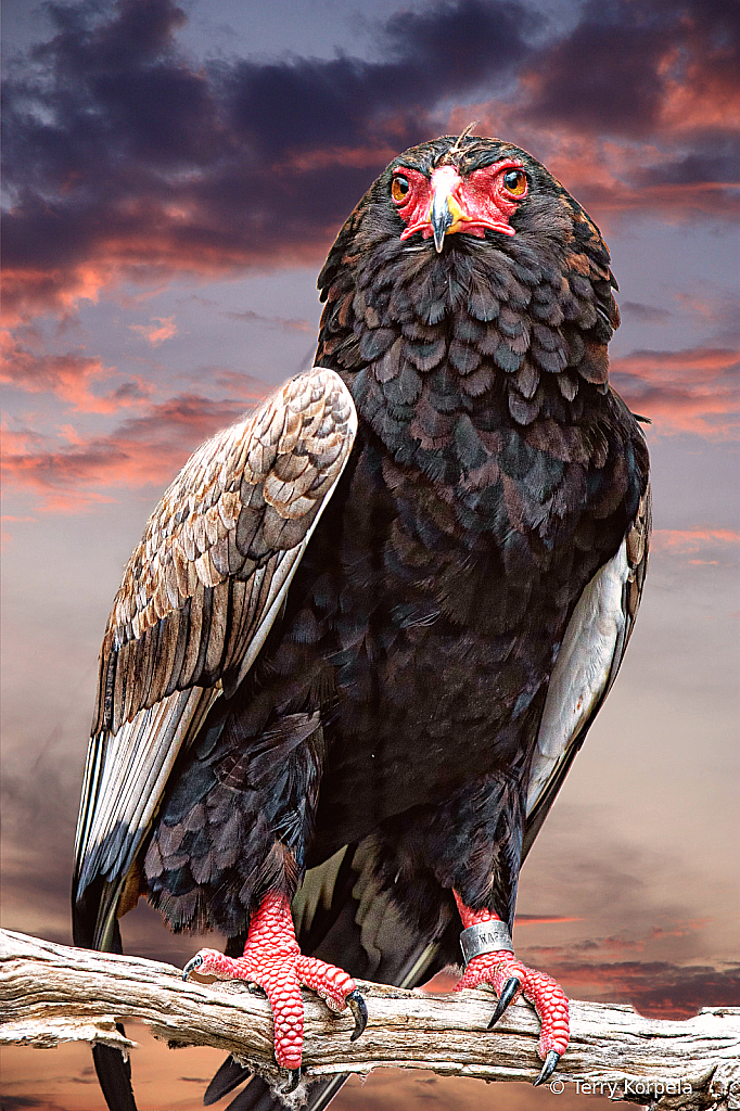 Bateleur Eagle