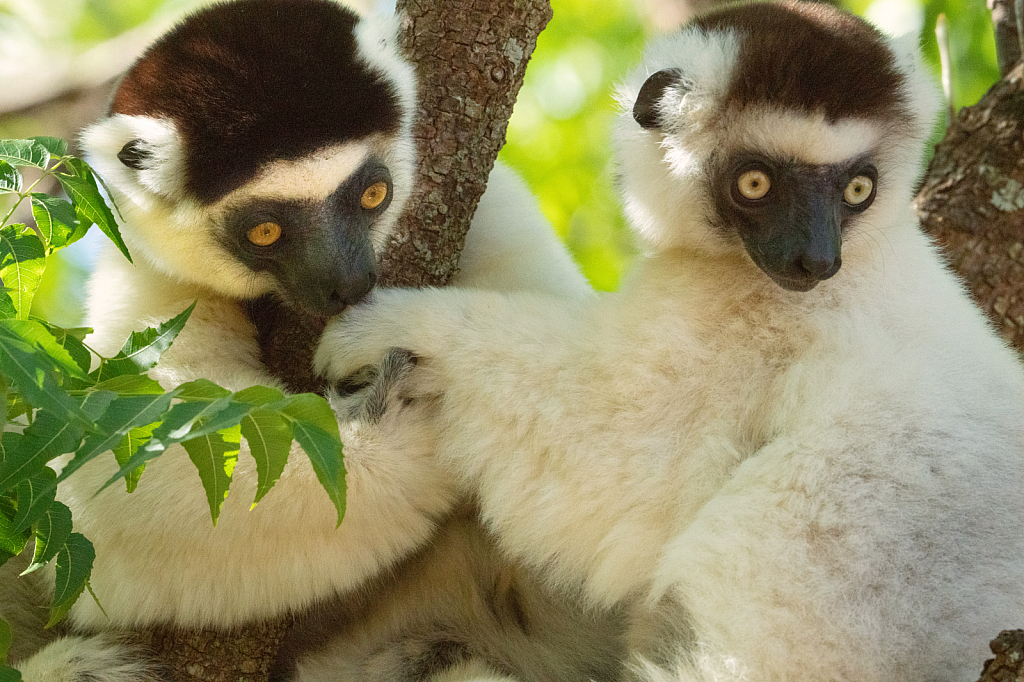 Verreaux's Sifaka Lemurs Kissing the Hand