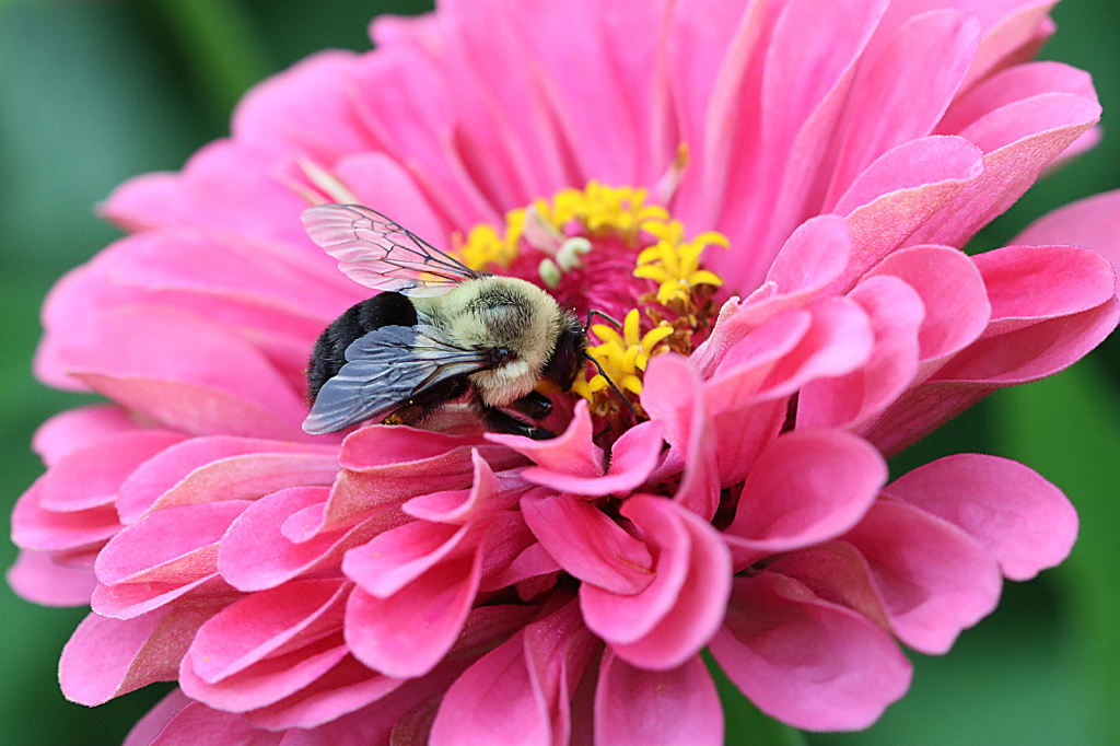 Bee