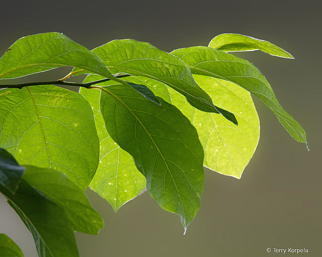 New growth along the Watauga River