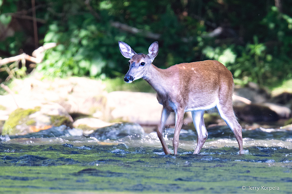 Deer Crossing the Watauga River