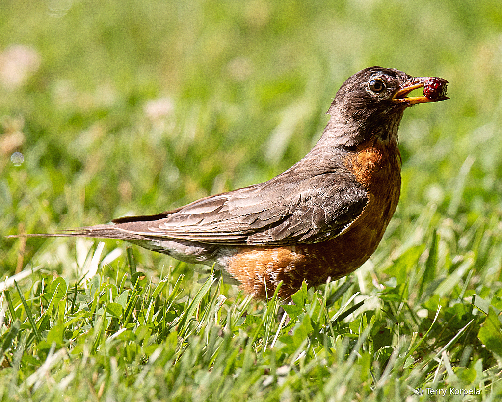 American Robin With a Wild Berry