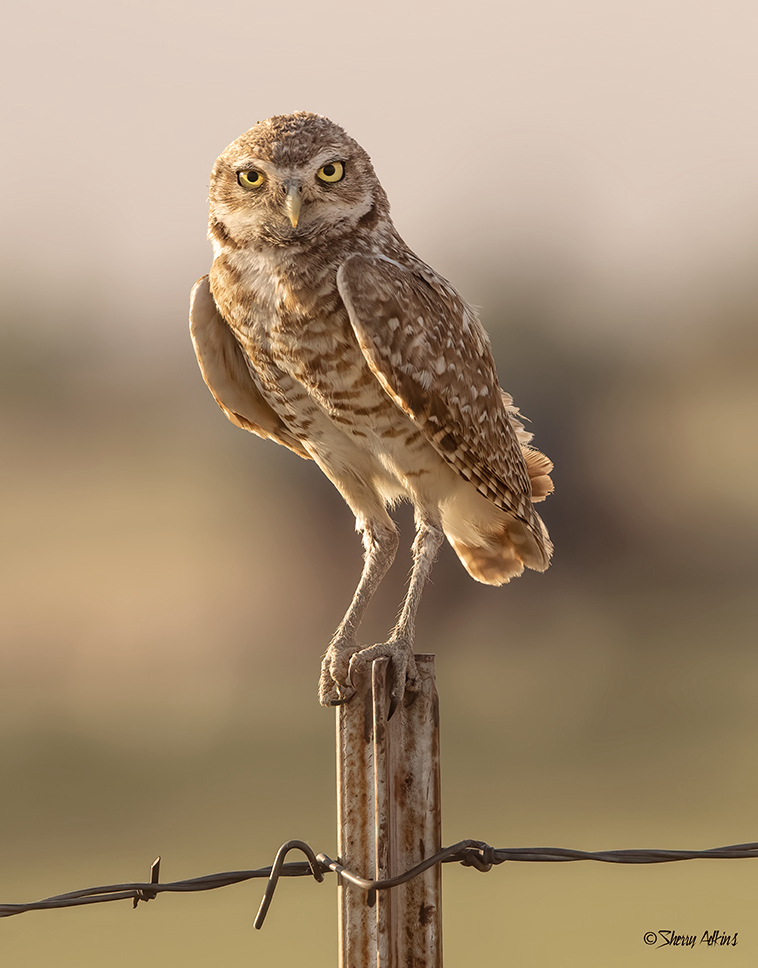 Burrowing Owl