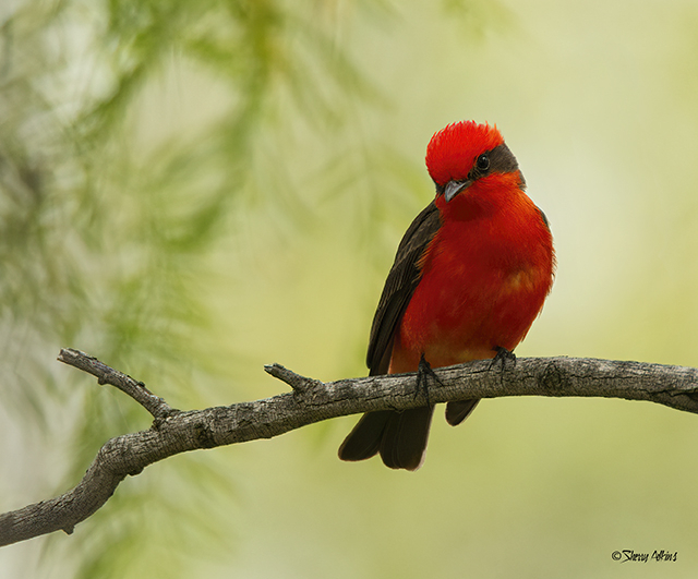 Vermilion Flycatcher