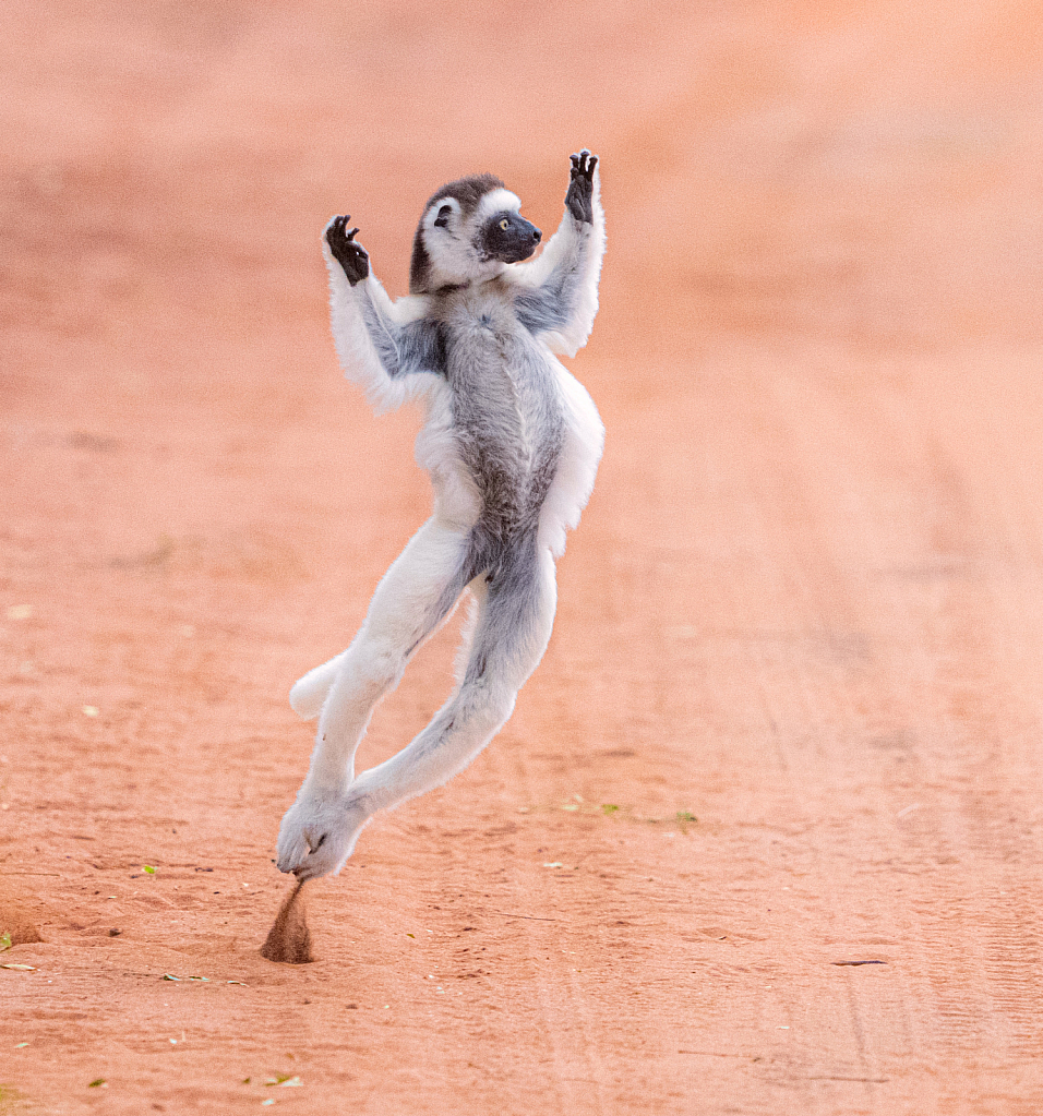 Dancing Sifaka