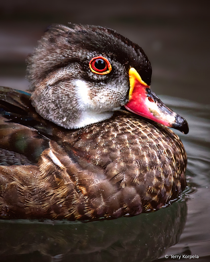 Wood Duck Portrait (male eclipse)