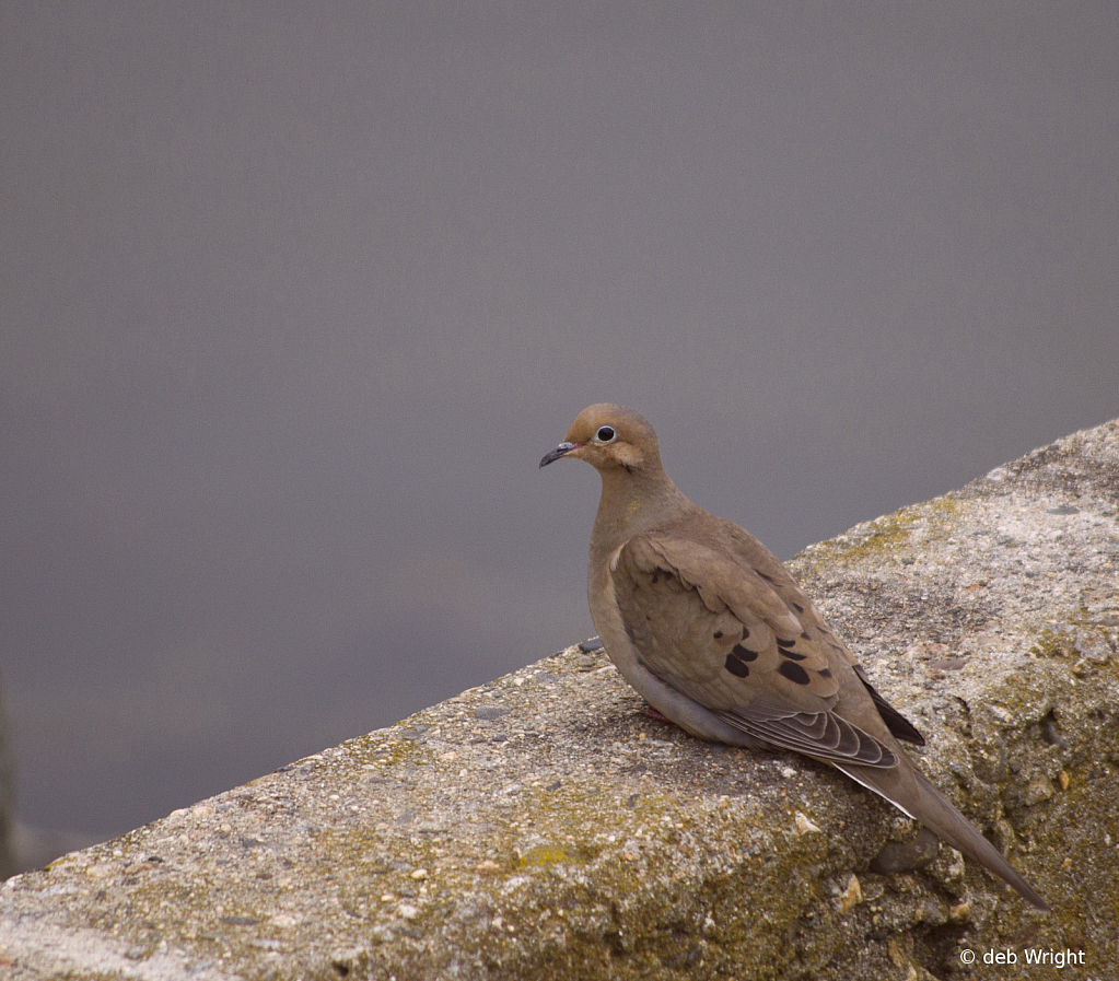 Morning Dove