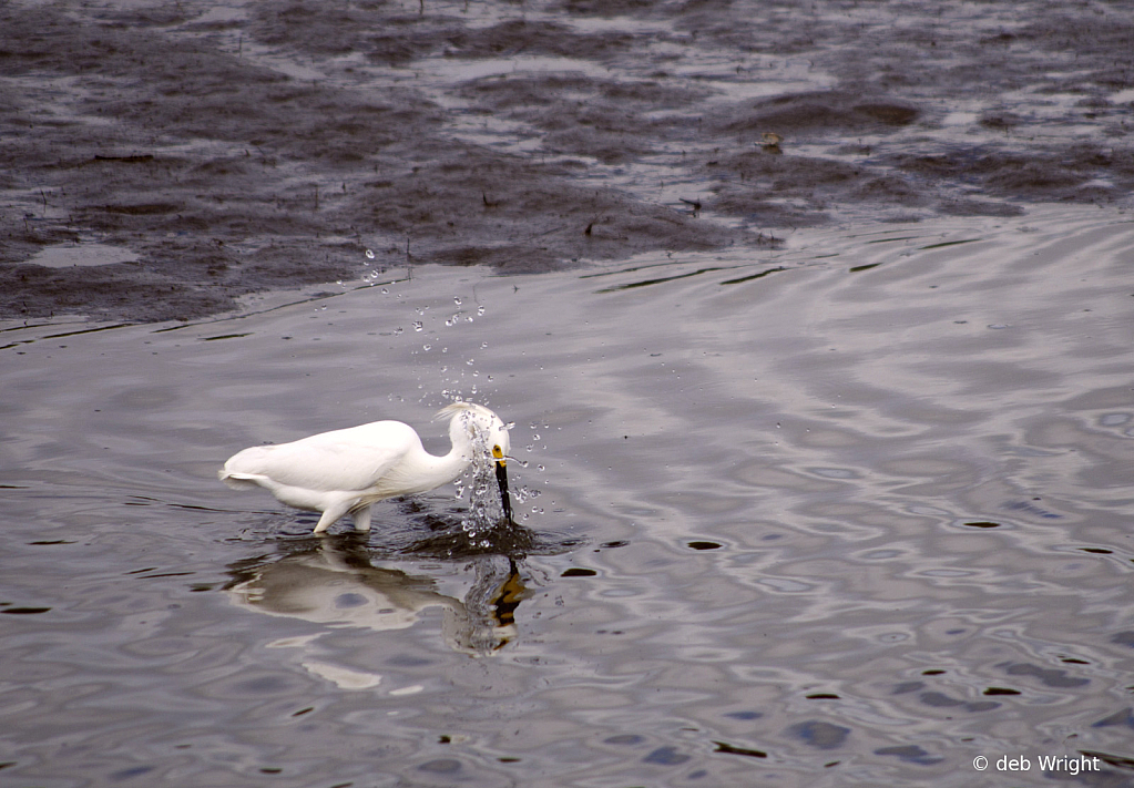 Snowy Egret Fishing