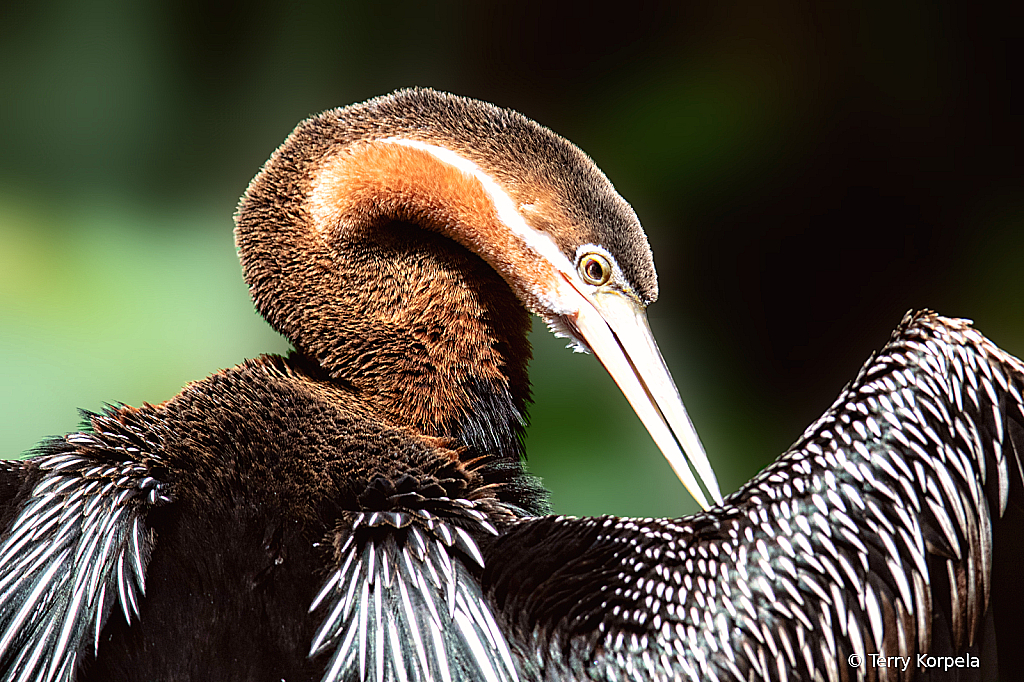 African Darter 