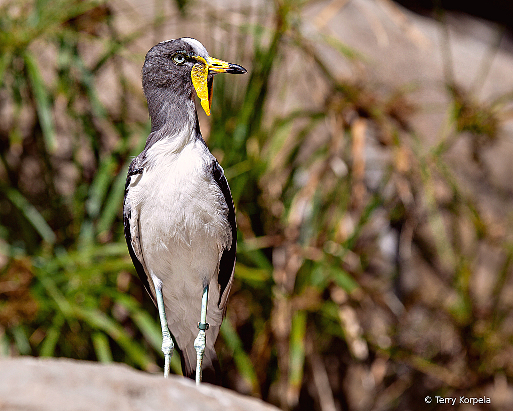 White-headed Lapwing