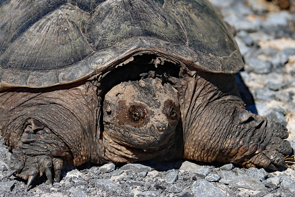 Turtle