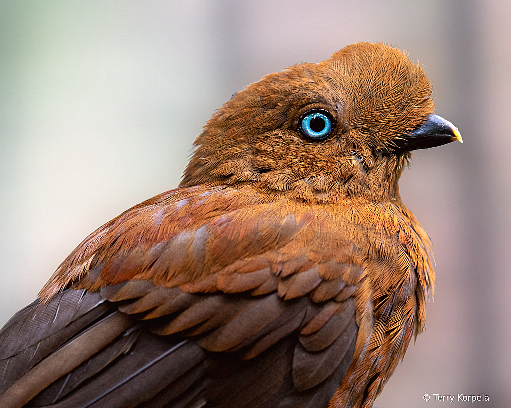 Andean Cock of the Rock (female)