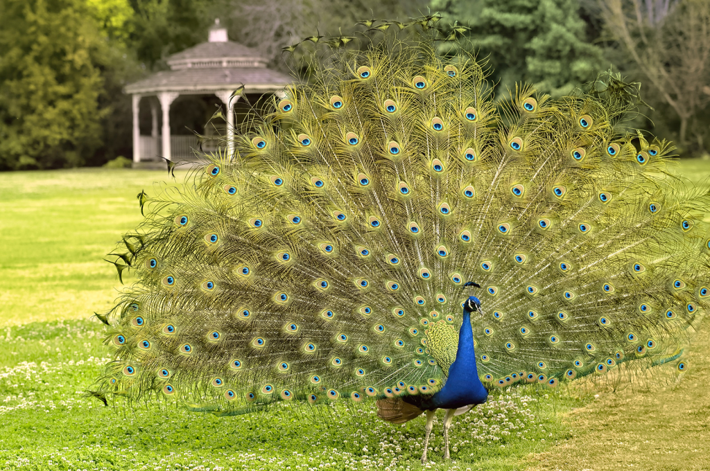 Peacock Pose