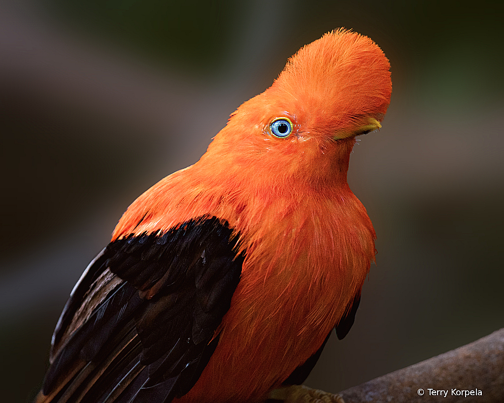 Andean Cock of the Rock (male)