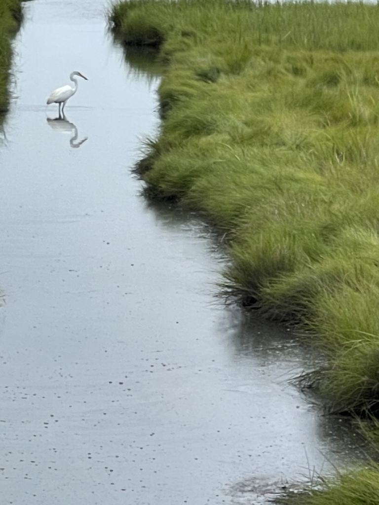 Heron Reflecting