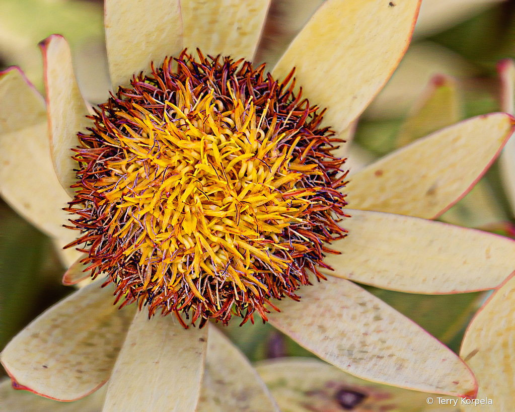 Santa Cruz Botanical Garden