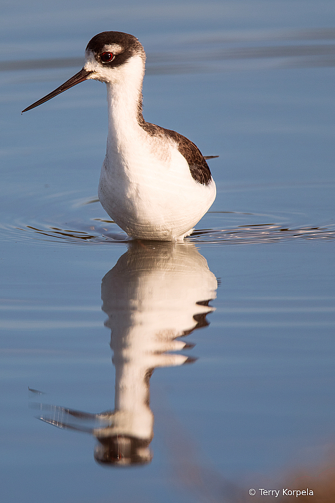 Black-necked Stilt