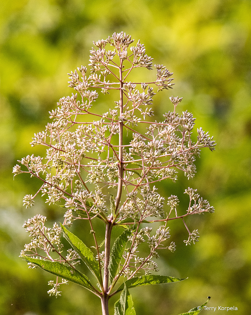 Garden at Sycamore Shoals