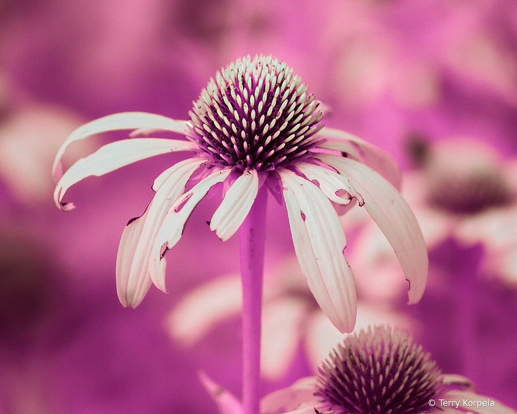 Cone Flower Infrared