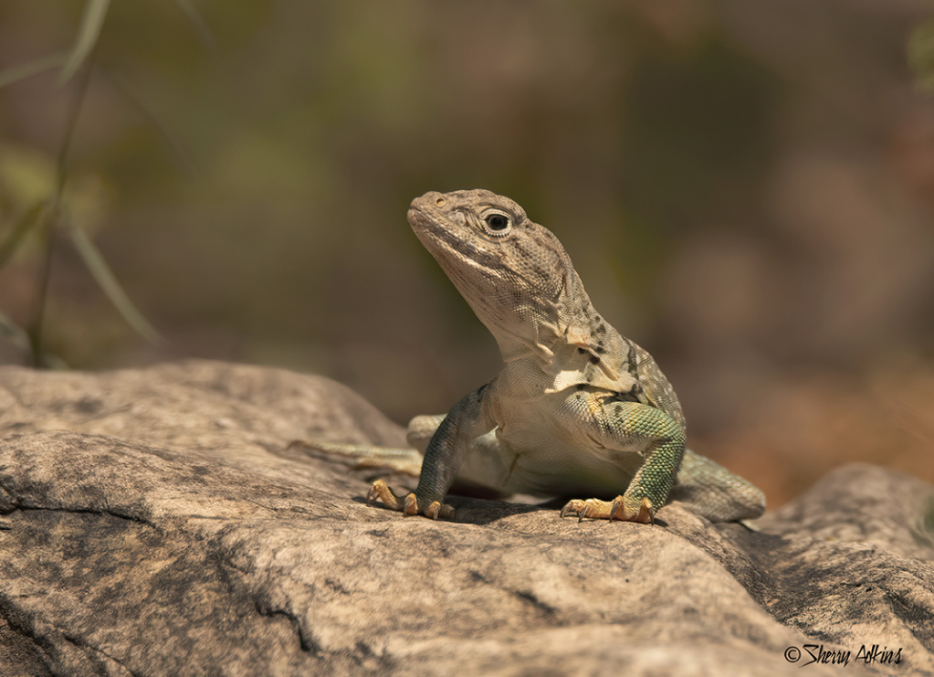 Collared lizard 5