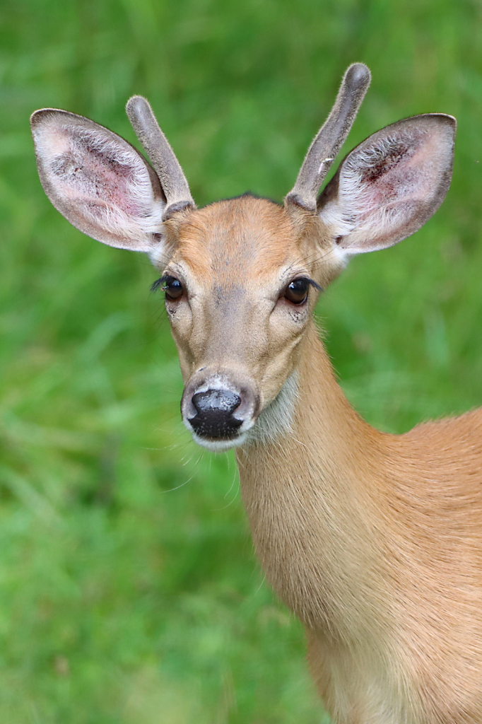 Young Buck