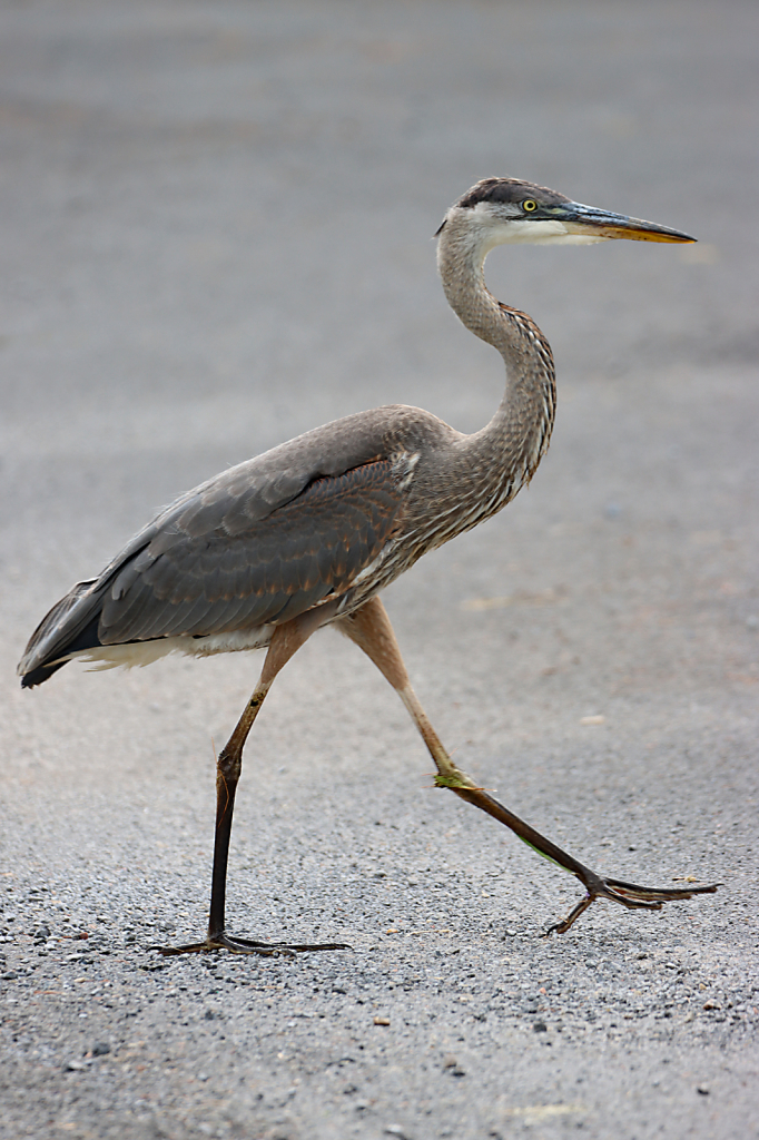 Why did the Heron cross the road?