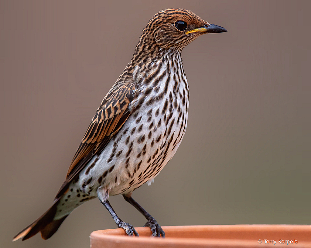 Violet-backed Starling (female)