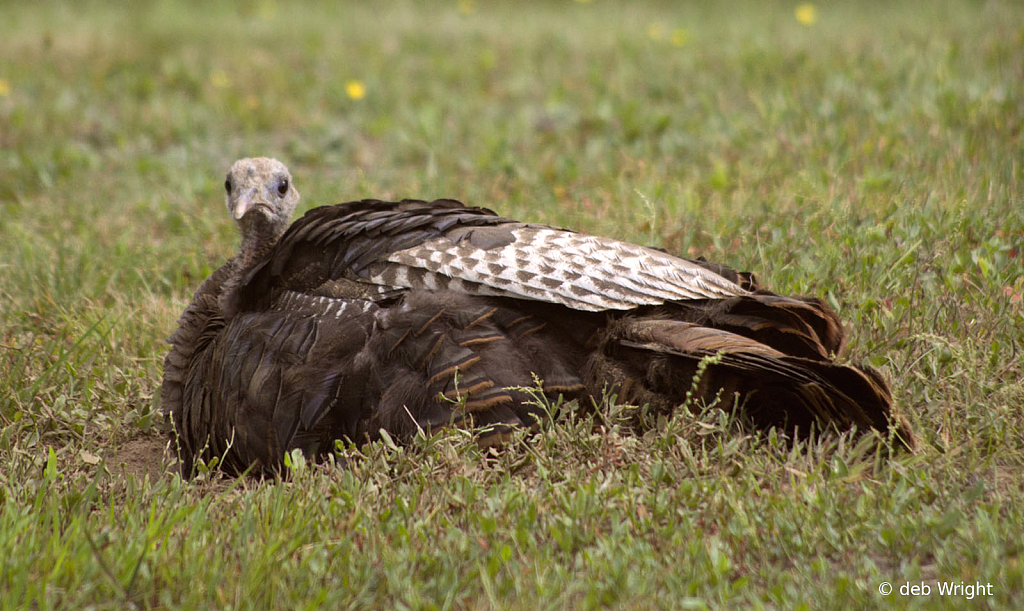 A Sad Turkey